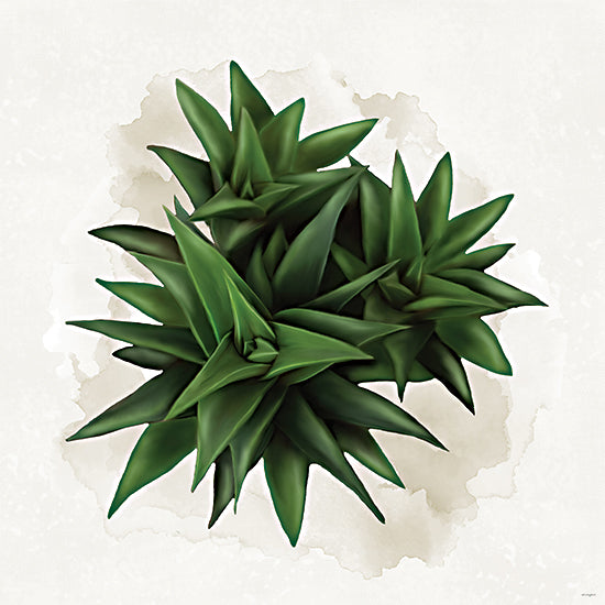 Catch A Star Fine Art STAR337 - STAR337 - Succulent Collection VI - 12x12 agave, spiky succulent cluster, dark green leaves, sharp pointed foliage, botanical art, dramatic plant form, watercolor neutral background, modern greenery, desert plant, architectural leaves, painterly nature study, bold botanical decor, moody green palette, contemporary wall art, succulent arrangement from Penny Lane