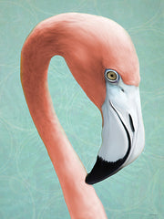STAR347 - Flamingo Closeup - 12x16
