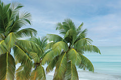 STAR361 - Overlooking Paradise - 18x12