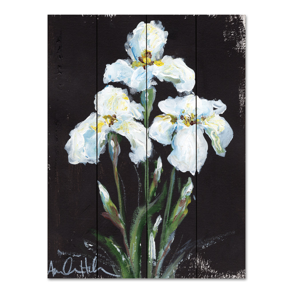 Amanda Hilburn AH102PAL - AH102PAL - Contrasting Irises - 12x16 Irises, White Irises, Flowers, Spring, Spring Flowers, Black Background from Penny Lane