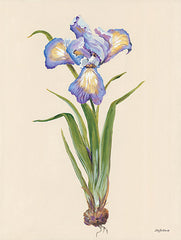 BR502 - Blue Iris - 12x16