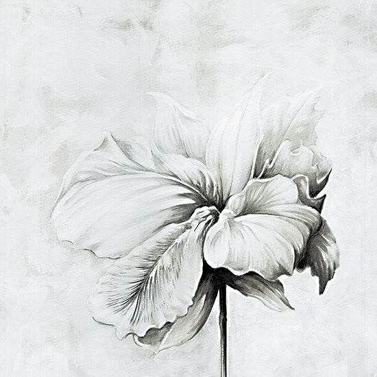 Cloverfield & Co. CC180 - CC180 - Subtle Petals - 12x12 Flower, Petals, Drawing Print, Black & White, Contemporary from Penny Lane
