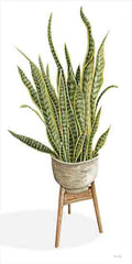 CIN3162 - Snake Plant - 9x18