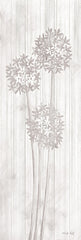 CIN3206A - Allium V - 12x36