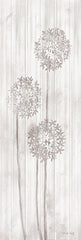 CIN3207A - Allium VI - 12x36