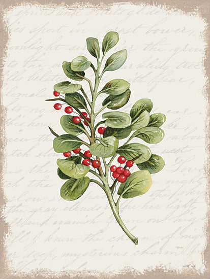 Cindy Jacobs Licensing CIN3279LIC - CIN3279LIC - Berries Christmas Botanical - 0  from Penny Lane