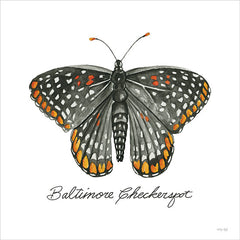 CIN3734 - Baltimore Checkerspot - 12x12