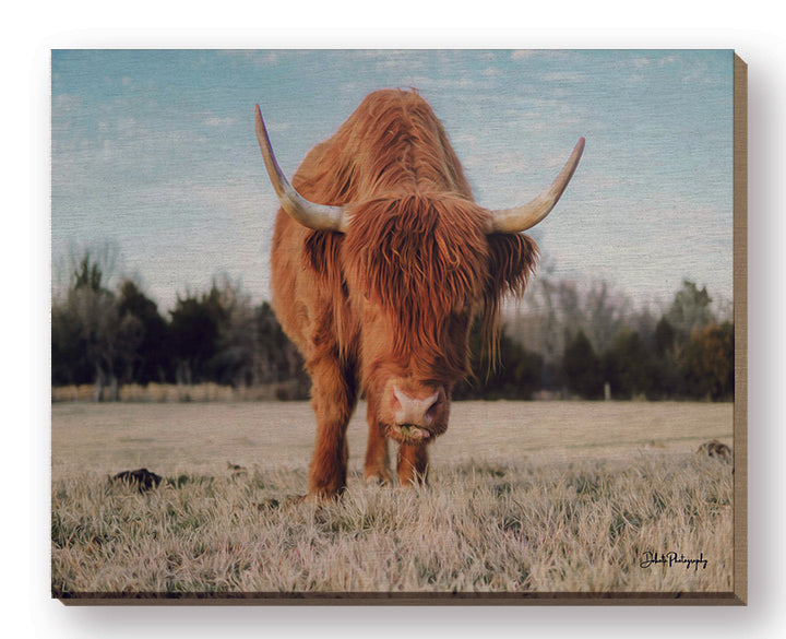 Dakota Diener DAK106FW - DAK106FW - Cow Portrait - 20x16  from Penny Lane