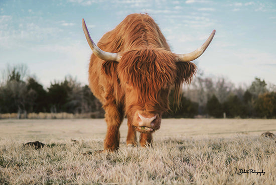 Dakota Diener DAK106 - DAK106 - Cow Portrait - 18x12 Photography, Cow, Highland Cow, Field, Landscape from Penny Lane