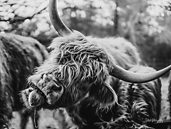 Dakota Diener DAK115 - DAK115 - Crazy Cow I - 18x12 Cows, Highland Cows, Photography, Farm, Portrait, Black & White from Penny Lane
