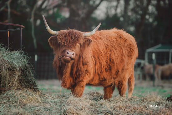 Dakota Diener DAK124 - DAK124 - Hungry Cow I - 18x12 Cow, Highland Cow, Photography, Farm, Portrait, Hay from Penny Lane