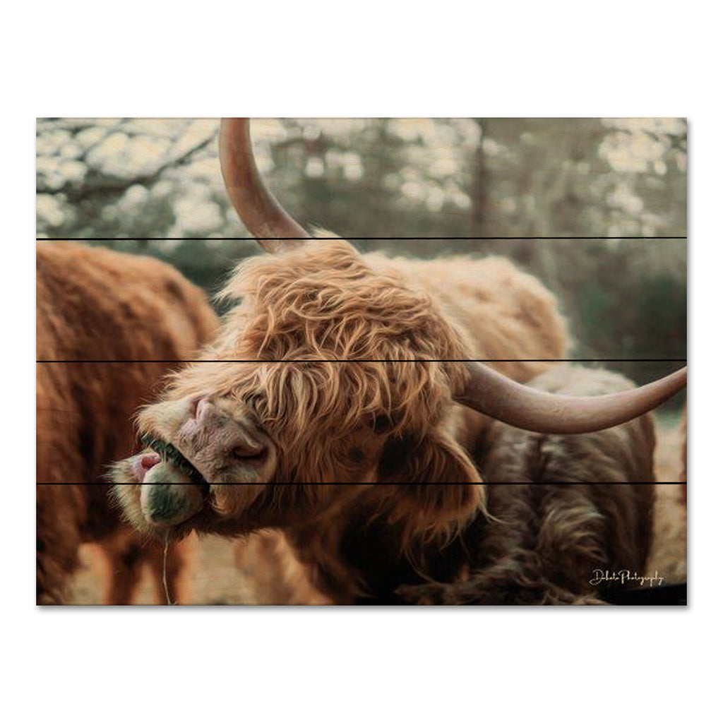 Dakota Diener DAK133PAL - DAK133PAL - Crazy Cow II - 16x12 Cow, Highland Cow, Photography, Farm, Portrait from Penny Lane