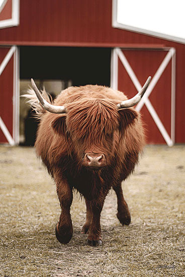 Dakota Diener DAK139 - DAK139 - On My Way - 12x18 Cow, Highland Cow, Portrait, Barn, Red Barn, Farm Animal, Photography from Penny Lane