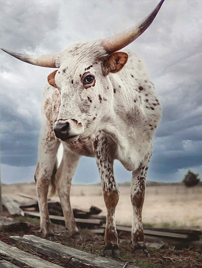 Dakota Diener DAK147 - DAK147 - Cloudy Day Cow - 12x16 Cow, Longhorn, White Cow, Photography, Landscape from Penny Lane