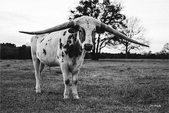 Dakota Diener DAK175 - DAK175 - Left or Right? - 18x12 Photography, Cow, Longhorn, Portrait, Farm Animal, Black & White, Landscape from Penny Lane