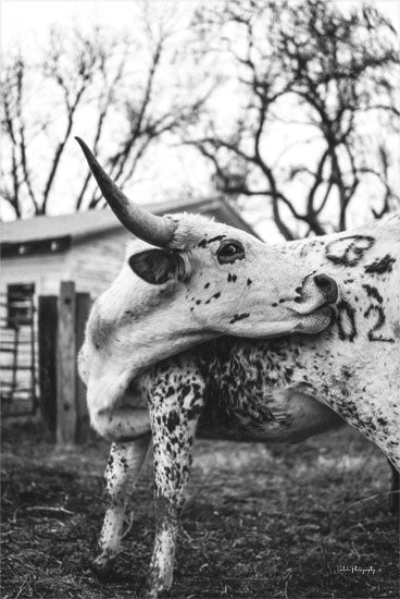 Dakota Diener DAK176 - DAK176 - Number 2 - 12x18 Photography, Cow, Barn, Farm, Farm Animal, Black & White, Number 2 from Penny Lane