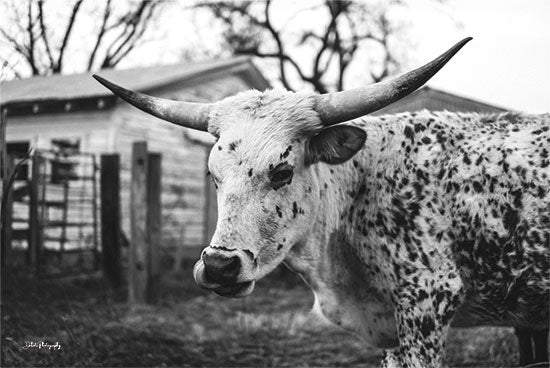 Dakota Diener DAK177 - DAK177 - Seeing Spots - 18x12 Photography, Cow, Barn, Farm, Farm Animal, Black & White, Cow with Spots from Penny Lane