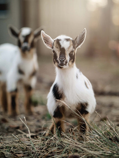 Dakota Diener DAK192 - DAK192 - Lil Babies - 12x16 Goats, Baby Goats, Kids, Photography, Portrait, Landscape from Penny Lane