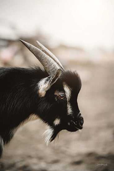 Dakota Diener DAK193 - DAK193 - Lil Billy - 12x18 Goat, Baby Goat, Kid, Billy Goat, Photography, Sideview, Black Goat from Penny Lane