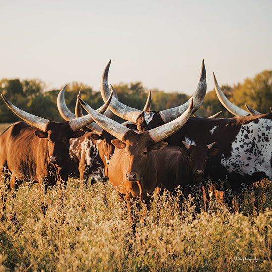 Dakota Diener DAK201 - DAK201 - Ankole?Watusi Herd II - 12x12 Photography, Cows, Ankole-Watuski Cows, Herd, Grazing from Penny Lane