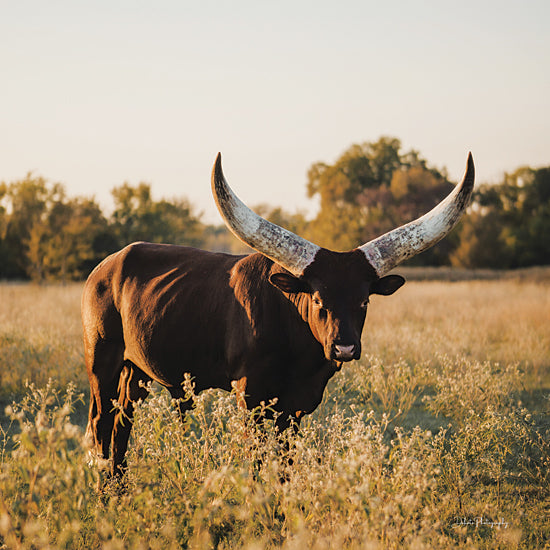 Dakota Diener DAK202 - DAK202 - Ankole?Watusi Big Horn I - 12x12 Photography, Cow, Ankole-Watuski Cow, Big Horns, Landscape from Penny Lane