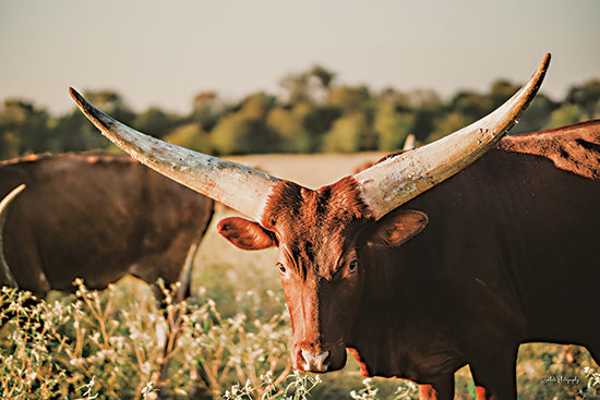 Dakota Diener DAK203 - DAK203 - Ankole?Watusi Big Horn II - 18x12 Photography, Cow, Ankole-Watuski Cow, Big Horns, Landscape from Penny Lane