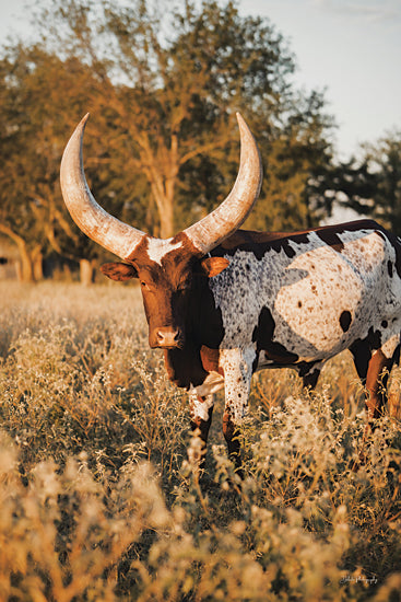 Dakota Diener DAK204 - DAK204 - Ankole?Watusi Big Horn III - 12x18 Photography, Cow, Ankole-Watuski Cow, Big Horns, Landscape from Penny Lane