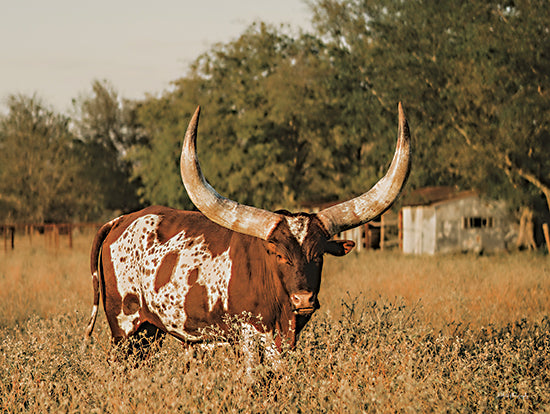 Dakota Diener DAK205 - DAK205 - Ankole?Watusi Big Horn IV - 16x12 Photography, Cow, Ankole-Watuski Cow, Big Horns, Landscape from Penny Lane