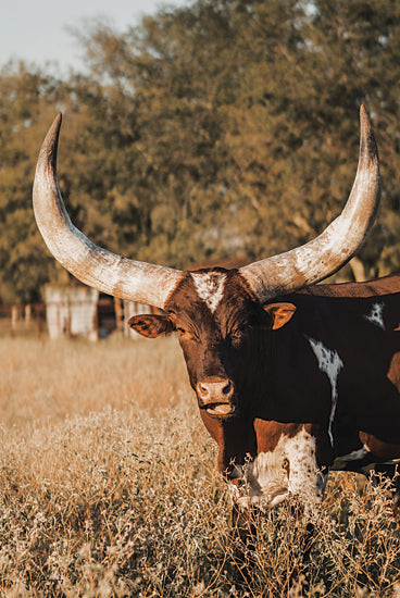 Dakota Diener DAK206 - DAK206 - Ankole?Watusi Big Horn V - 12x18 Photography, Cow, Ankole-Watuski Cow, Big Horns, Landscape from Penny Lane