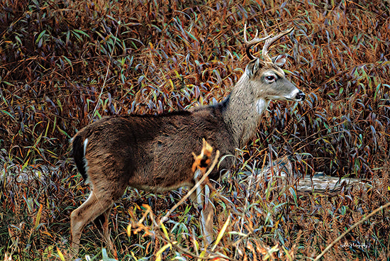 Dakota Diener DAK210 - DAK210 - Deer in Brush - 18x12 Photography, Deer, Fall, Autumn, Brush, Landscape, Wildlife from Penny Lane