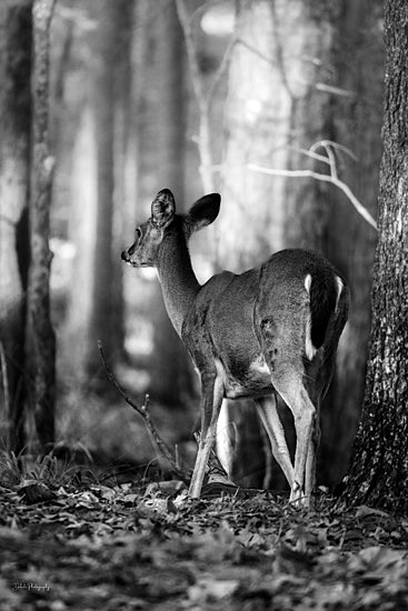 Dakota Diener DAK220 - DAK220 - Walking Away - 12x18 Photography, Deer, Wildlife, Black & White, Forest, Back View, Walking Away from Penny Lane