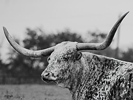 Dakota Diener DAK227 - DAK227 - Old Bessie I - 18x12 Photography, Cow, Longhorn, Farm Animal, Black & White, Profile from Penny Lane