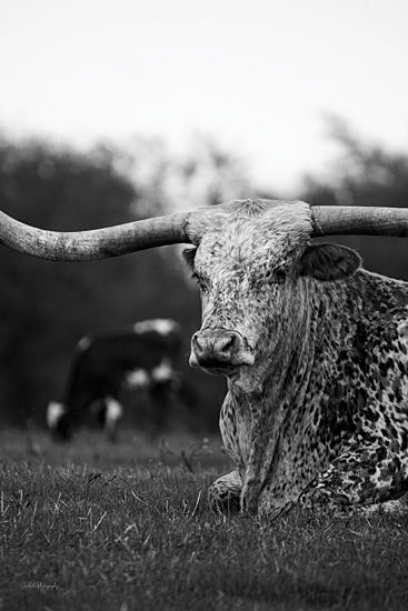 Dakota Diener DAK228 - DAK228 - Old Bessie II - 12x18 Photography, Cow, Longhorn, Farm Animal, Black & White, Sitting from Penny Lane