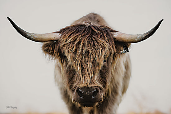 Dakota Diener DAK248 - DAK248 - Neutral Beauty - 18x12 Cow, Highland Cow, Farm Animal, Portrait, Photography from Penny Lane