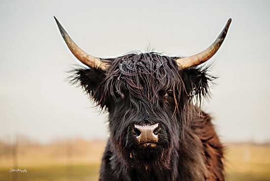 Dakota Diener DAK251 - DAK251 - Jessie - 18x12 Photography, Cow, Longhorn, Portrait, Black from Penny Lane