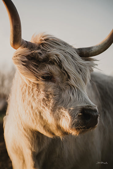 Dakota Diener DAK259 - DAK259 - Blondie - 12x18 Photography, Cow, White Cow, Highland Cow, Sideview, Farm Animal from Penny Lane