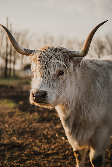 Dakota Diener DAK260 - DAK260 - Riley - 12x18 Photography, Cow, White Cow, Highland Cow, Sideview, Farm Animal from Penny Lane