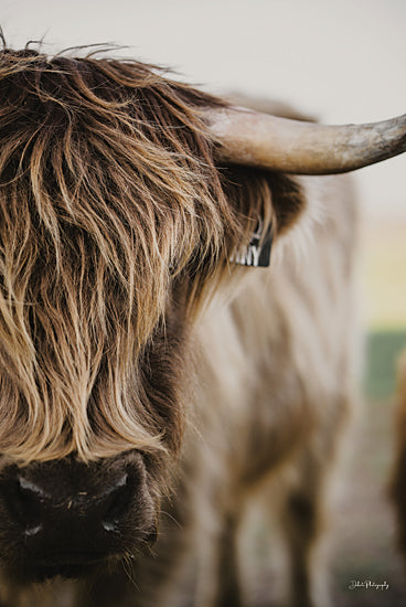 Dakota Diener DAK262 - DAK262 - Harry - 12x18 Photography, Cow, Highland Cow, Farm Animal, Portrait from Penny Lane