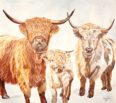 DF143 - Hairy Highland Cattle - 16x12