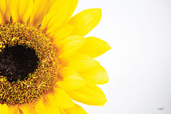 DQ200 - Sunflower Close-up - 18x12
