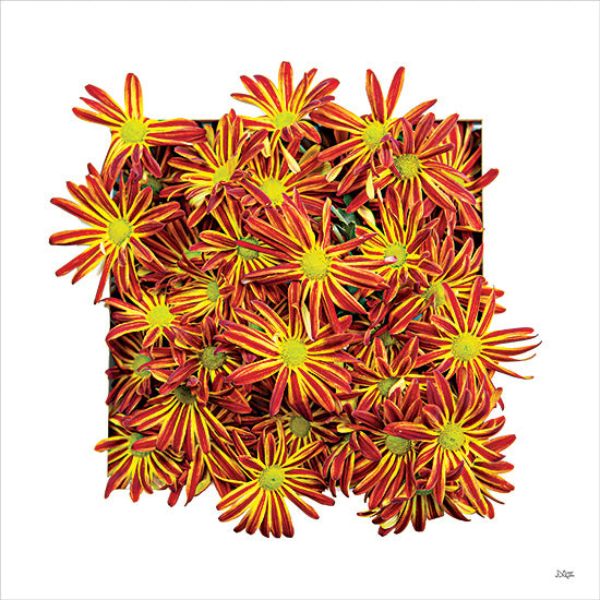 Donnie Quillen DQ237 - DQ237 - Floral Pop IV - 12x12 Flowers, Red and Yellow Flowers, Photography from Penny Lane