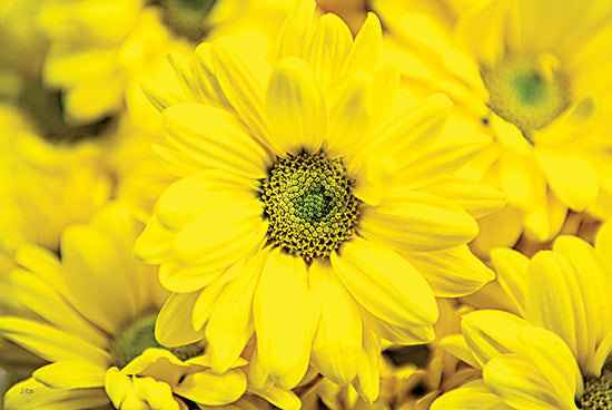 Donnie Quillen DQ238 - DQ238 - Floral Pop V - 18x12 Flowers, Yellow Flowers, Photography from Penny Lane
