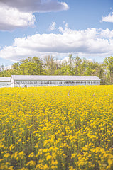 DQ240 - Field of Yellow I - 12x18