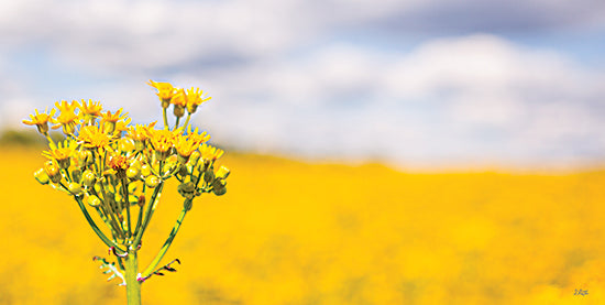 Donnie Quillen DQ241 - DQ241 - Field of Yellow II - 18x9 Photography, Flowers, Wildflowers, Yellow Flowers, Landscape, Field from Penny Lane