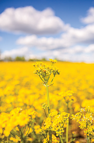 Donnie Quillen DQ242 - DQ242 - Field of Yellow III - 12x18 Photography, Flowers, Wildflowers, Yellow Flowers, Landscape, Field from Penny Lane