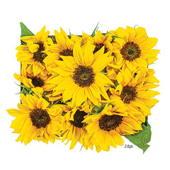 DQ243 - Sunflower Bouquet - 12x12