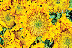 DQ244 - Sunflower Summer - 18x12