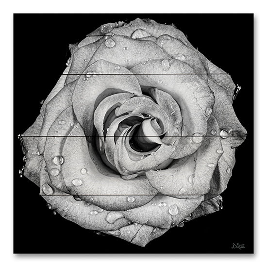 Donnie Quillen DQ245PAL - DQ245PAL - A Love Lost - 12x12 Photography, Rose, Flower, Black & White from Penny Lane