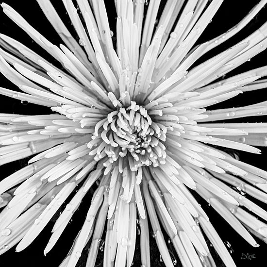 Donnie Quillen DQ246 - DQ246 - Black and White Love - 12x12 Photography, Flower, Black & White from Penny Lane
