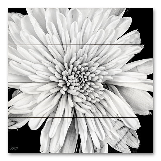 Donnie Quillen DQ247PAL - DQ247PAL - Black and White Love II - 12x12 Photography, Flower, Black & White from Penny Lane